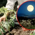 Gardener's Moon Calendar: How to Use It When Planning Work in the Garden?