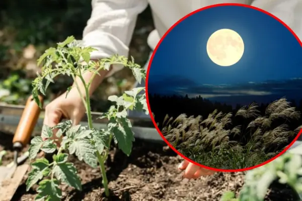 Gardener's Moon Calendar: How to Use It When Planning Work in the Garden?