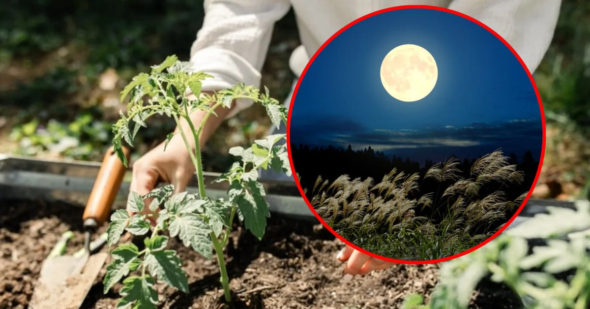 Gardener's Moon Calendar: How to Use It When Planning Work in the Garden?