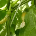 5 reasons why cucumbers do not bear fruit and how to solve each problem