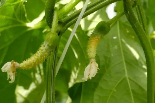 5 reasons why cucumbers do not bear fruit and how to solve each problem