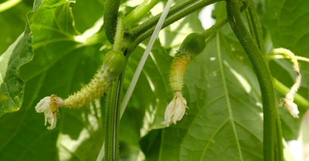 5 reasons why cucumbers do not bear fruit and how to solve each problem