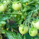Why your tomatoes never ripen: the most common mistakes even experienced gardeners make