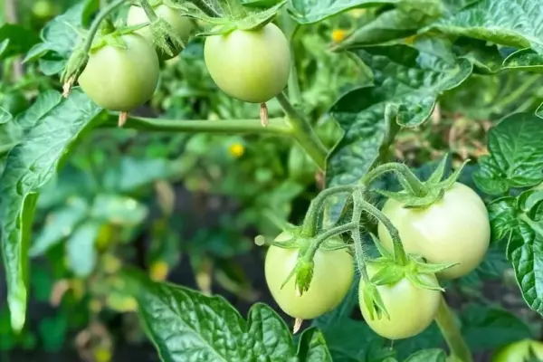 Why your tomatoes never ripen: the most common mistakes even experienced gardeners make
