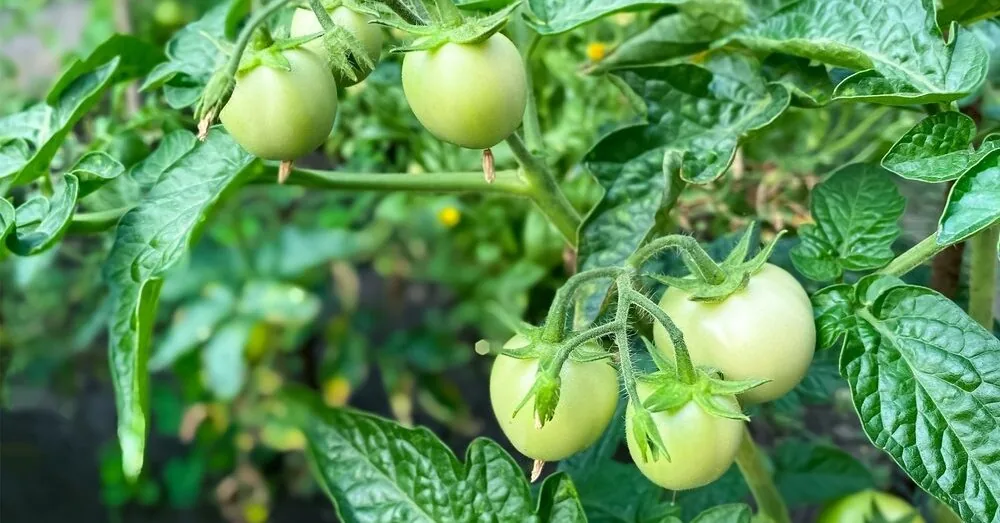 Why your tomatoes never ripen: the most common mistakes even experienced gardeners make