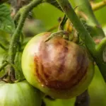 This will help protect tomatoes and potatoes from blight: you will need milk, iodine, and ashes