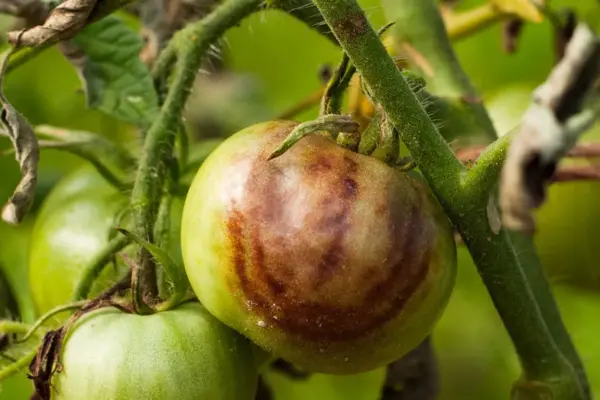 This will help protect tomatoes and potatoes from blight: you will need milk, iodine, and ashes
