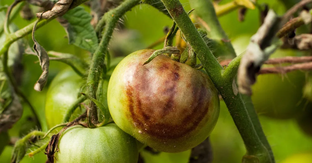 This will help protect tomatoes and potatoes from blight: you will need milk, iodine, and ashes