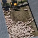 In Serbia, almost 30,000 pigs died or were slaughtered due to an outbreak of swine fever