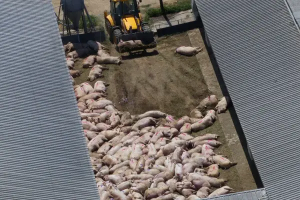 In Serbia, almost 30,000 pigs died or were slaughtered due to an outbreak of swine fever