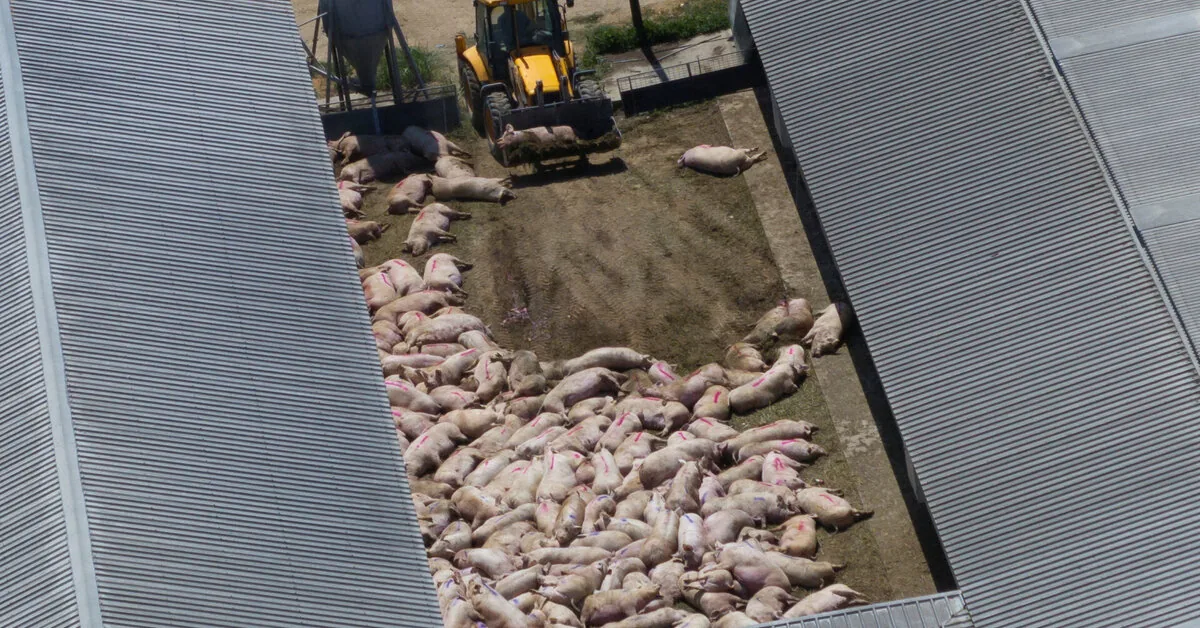 In Serbia, almost 30,000 pigs died or were slaughtered due to an outbreak of swine fever