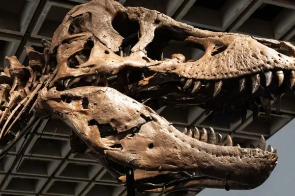 Tyrannosaurus skeleton sold at JAV auction for an impressive amount