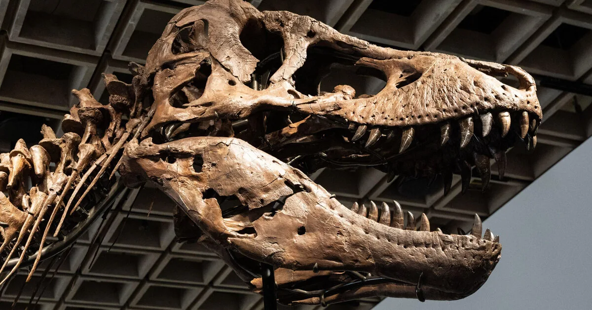 Tyrannosaurus skeleton sold at JAV auction for an impressive amount