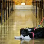 The image shocked the parishioners in the church – he brought a dog to the mass: "Is this already the norm?"