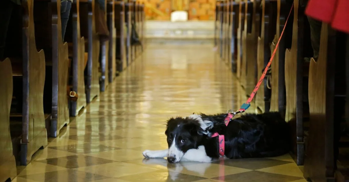 The image shocked the parishioners in the church – he brought a dog to the mass: "Is this already the norm?"