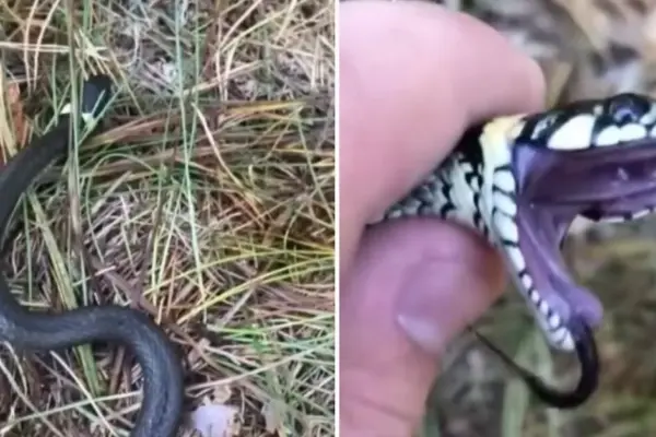 The grass snake put on an "Oscar"-worthy performance: acted so convincingly that it even fooled the flies
