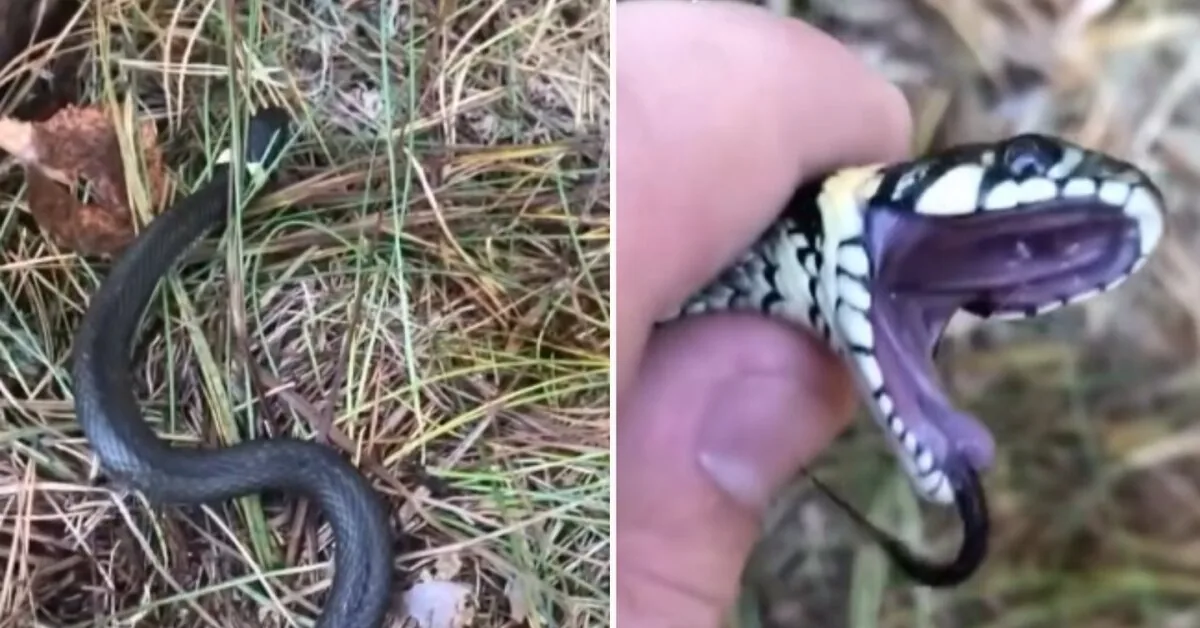 The grass snake put on an "Oscar"-worthy performance: acted so convincingly that it even fooled the flies