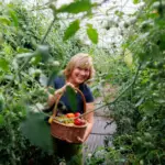 Tomato grower about this year's challenges and what was the biggest problem: I cannot complain