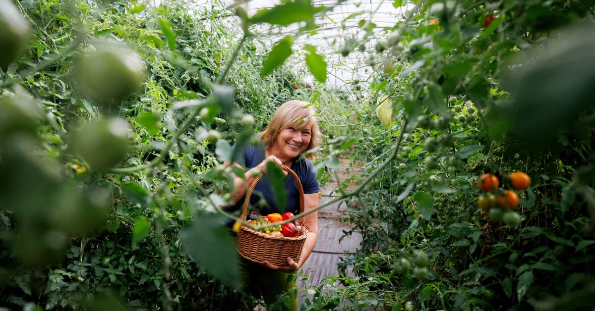 Tomato grower about this year's challenges and what was the biggest problem: I cannot complain