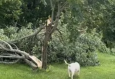 The storm devastated Gabrielis Liaudanskas-Svaras's homestead
