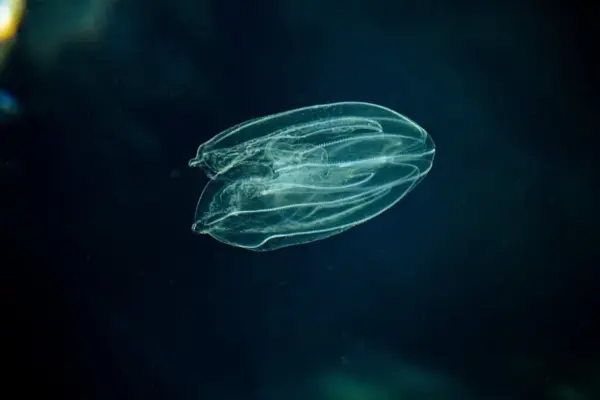 Sends a warning about the Baltic Sea: these jellyfish are spreading uncontrollably
