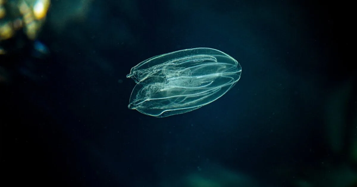 Sends a warning about the Baltic Sea: these jellyfish are spreading uncontrollably
