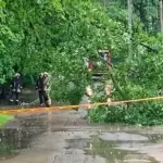 The storm has ended, but the danger remains: a forester warns which trees can fall even after the wind has completely calmed down