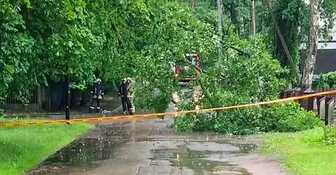 The storm has ended, but the danger remains: a forester warns which trees can fall even after the wind has completely calmed down