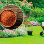 A simple kitchen spice can protect the garden from pests: not everyone knows the effective trick