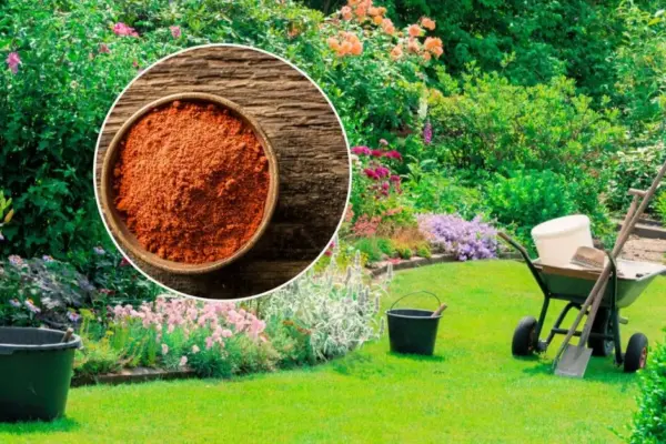 A simple kitchen spice can protect the garden from pests: not everyone knows the effective trick