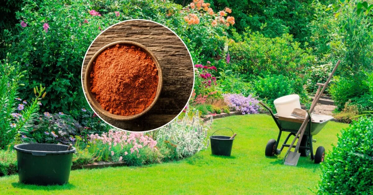 A simple kitchen spice can protect the garden from pests: not everyone knows the effective trick