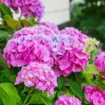 Plant this shrub now – next year it will delight with impressive flowers