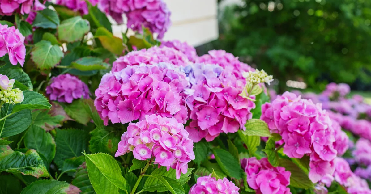 Plant this shrub now – next year it will delight with impressive flowers