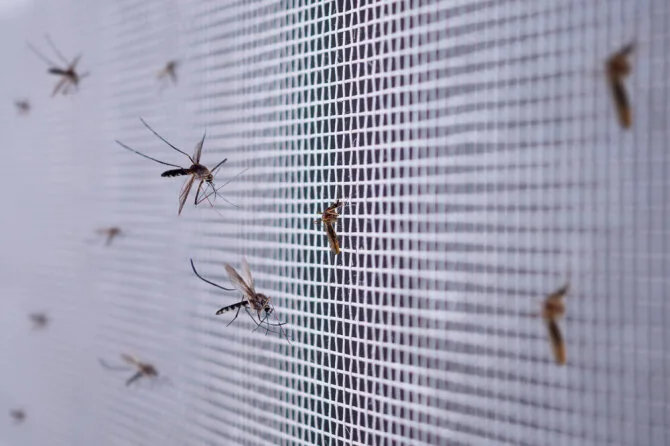 Shutterstock nuotr./Uodai ant apsauginio tinklelio