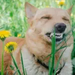 Veterinarian debunked a popular myth: why do dogs chew grass?
