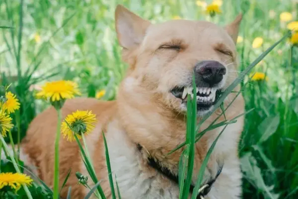 Veterinarian debunked a popular myth: why do dogs chew grass?