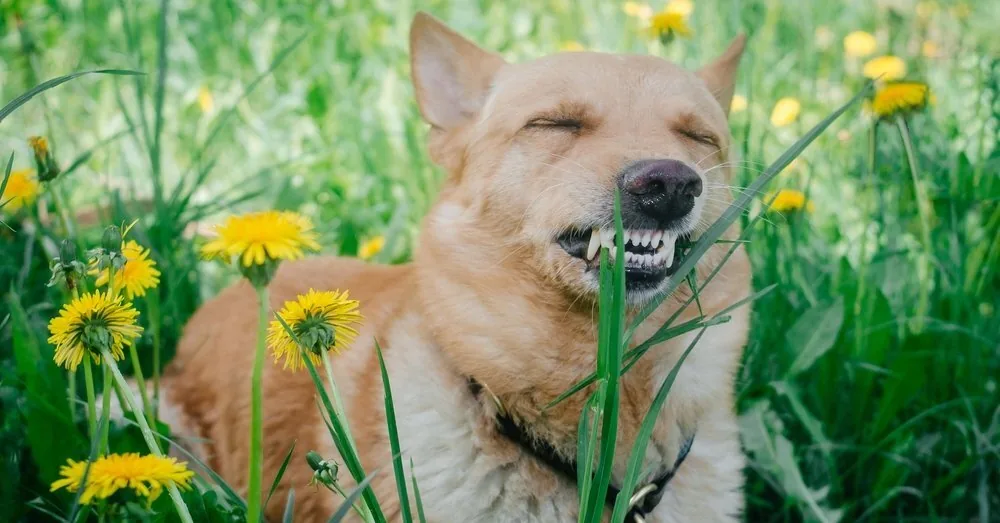 Veterinarian debunked a popular myth: why do dogs chew grass?