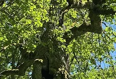 The Pavaria linden tree did not withstand the storm