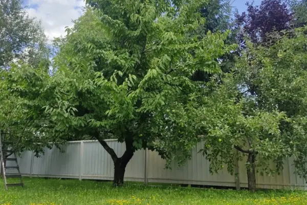 Look at the tree in your yard: a few unnoticed signs may signal a serious danger
