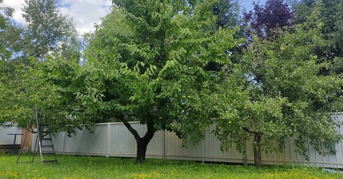 Look at the tree in your yard: a few unnoticed signs may signal a serious danger