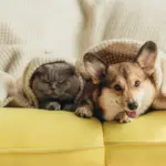 Dog barks, neighbors don’t sleep: explained when natural animal behavior becomes a legal violation