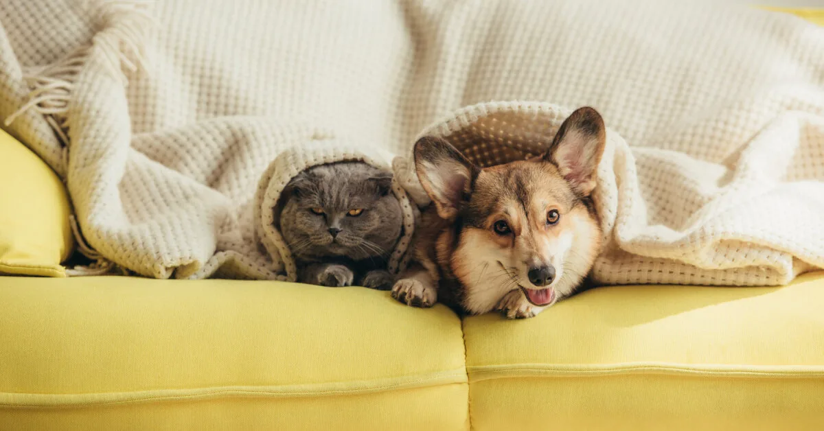 Dog barks, neighbors don’t sleep: explained when natural animal behavior becomes a legal violation