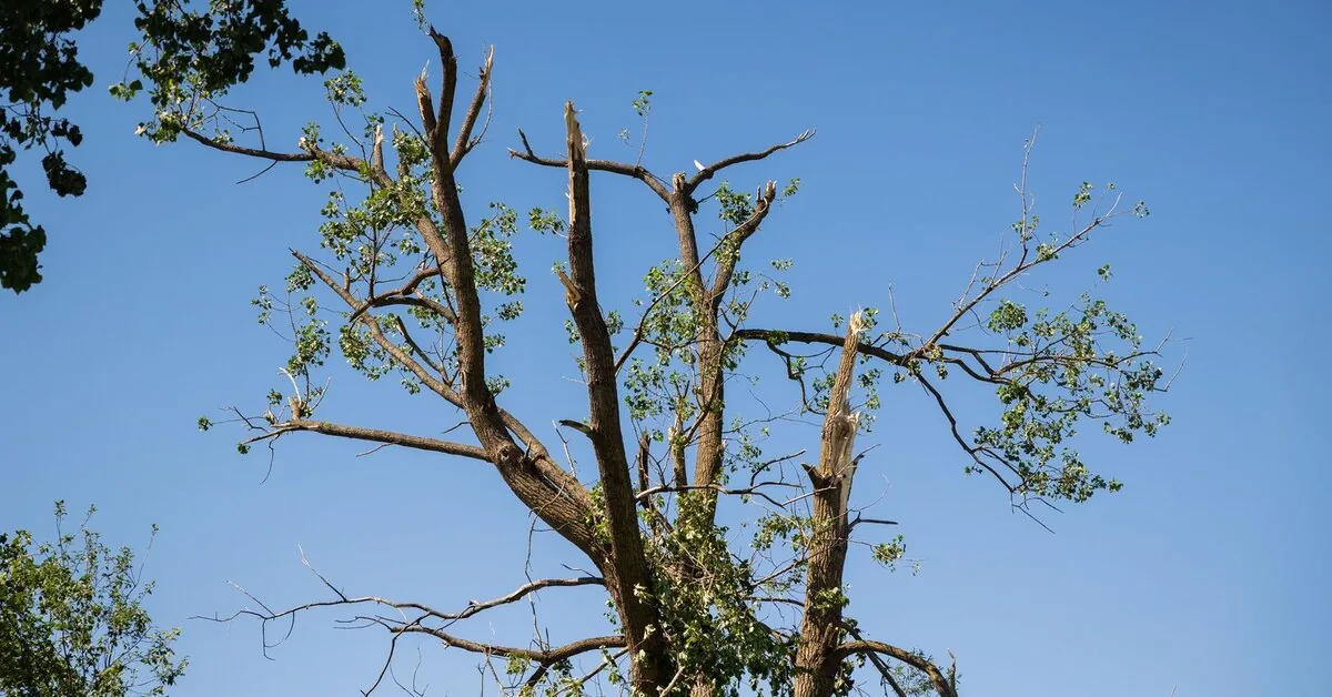 Due to the storm consequences, a state of emergency has been declared in three Vilnius district elderships