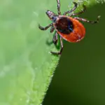 Vaccine against Lyme disease is making its way: EU will evaluate