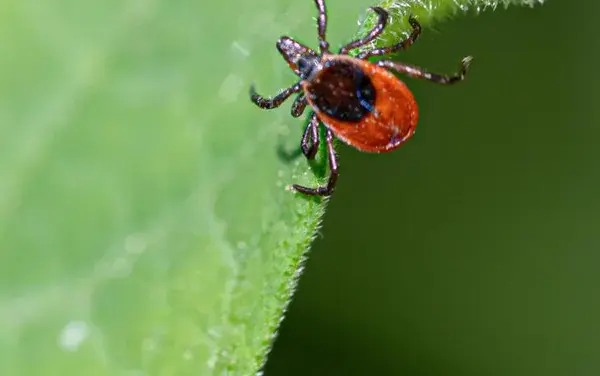 Vaccine against Lyme disease is making its way: EU will evaluate