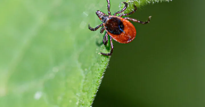 Vaccine against Lyme disease is making its way: EU will evaluate