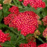 Luxurious red rings all summer without any care: they fear neither frost nor heat