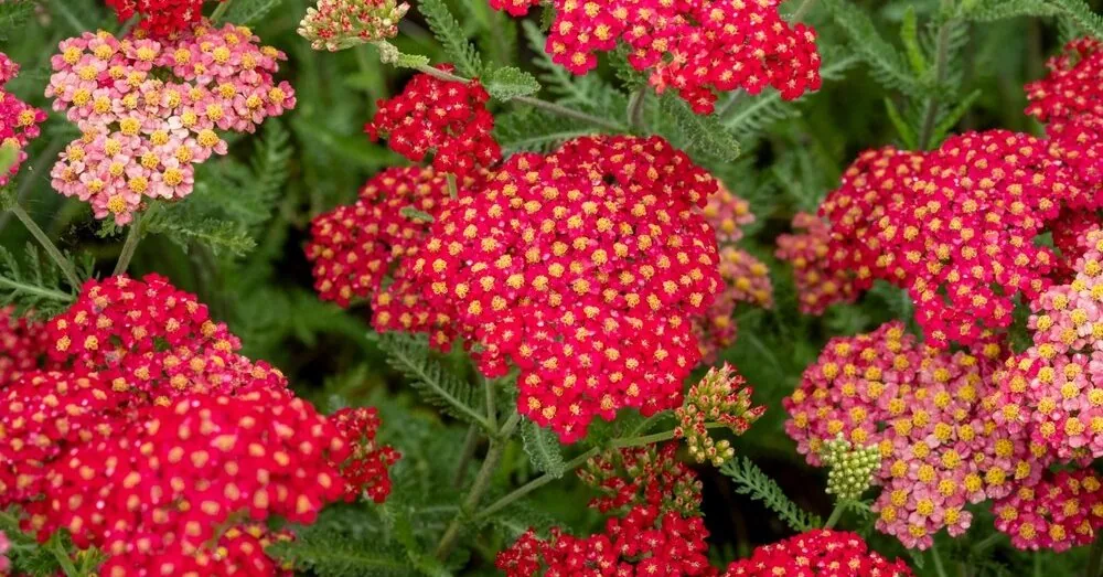 Luxurious red rings all summer without any care: they fear neither frost nor heat