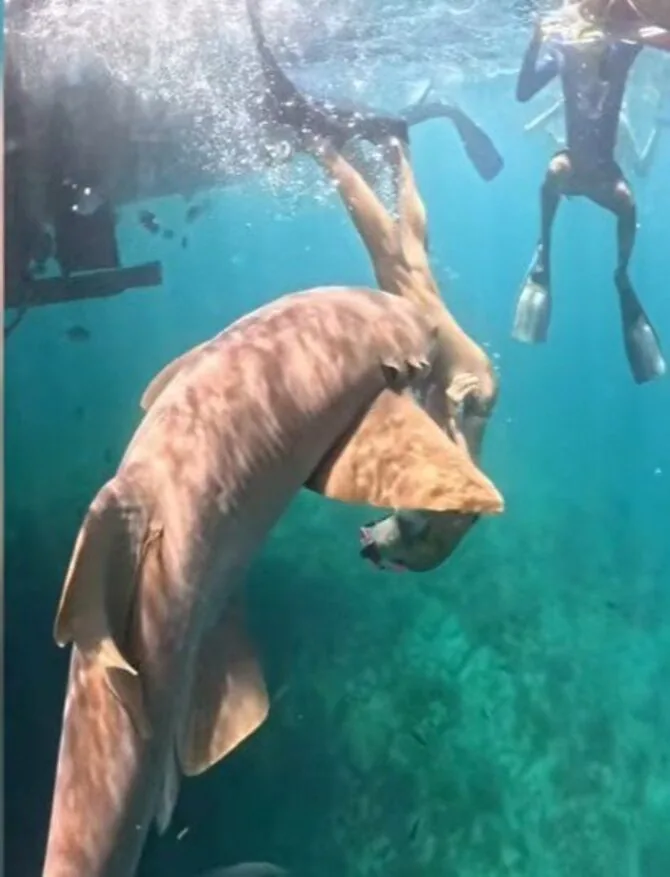 Youtube stop. frame/37-year-old Tayane Dalazen was enjoying a shark diving trip off the coast of Brazil when a huge nurse shark bit her thigh and dragged her underwater