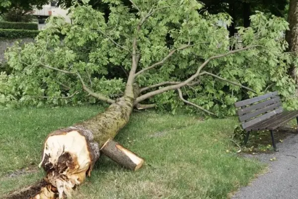 Storm strike in Lithuania: tree fatally crushed a man, woman also injured